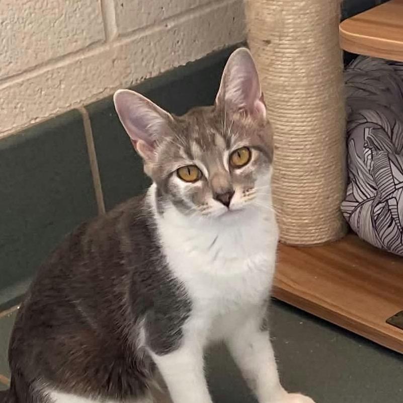 Enlarge Josie, a Adoptable Domestic Short Hair in Nashville, TN image 1/1