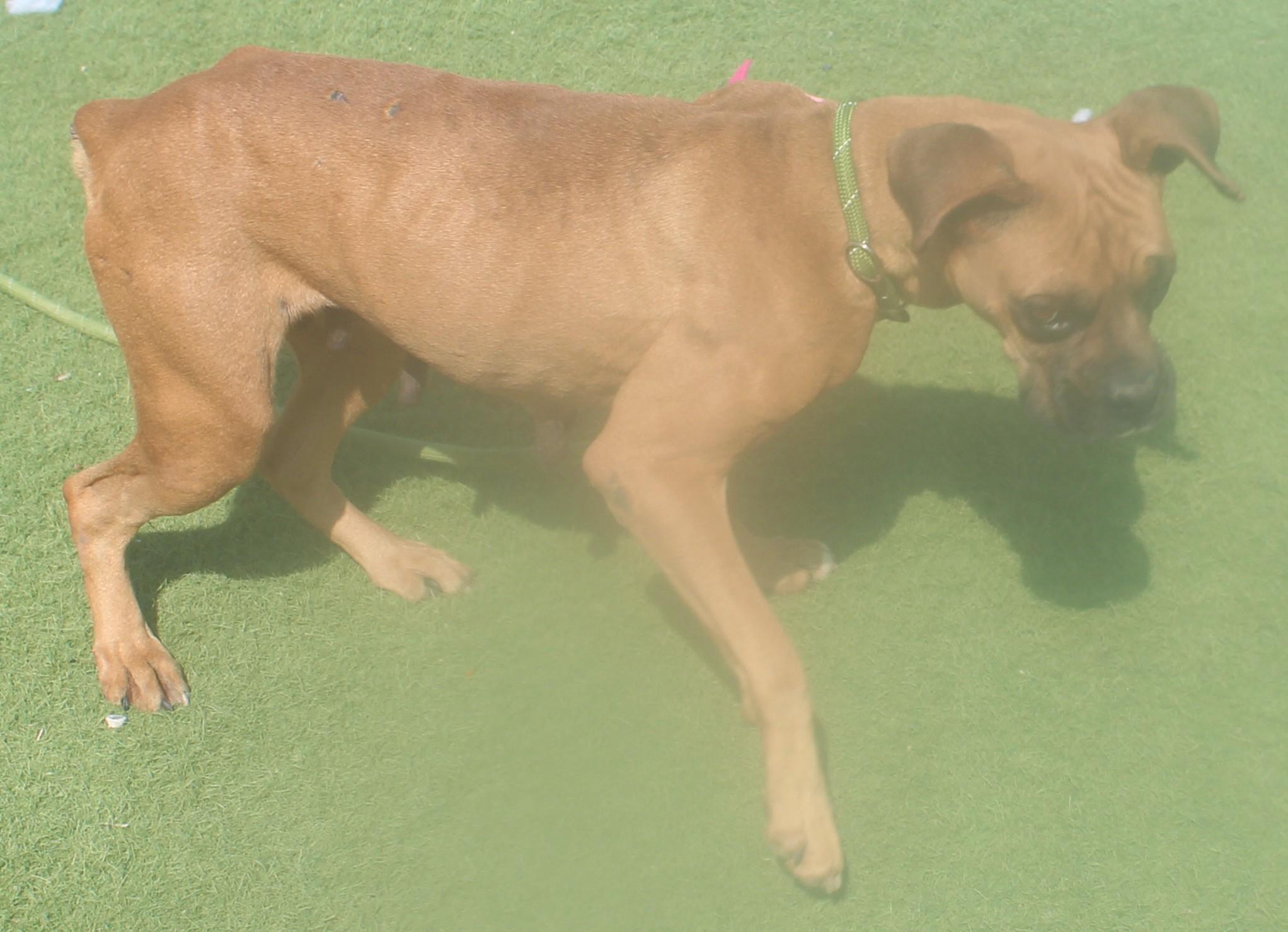 Haley, an adopted Boxer in Wasco, CA image 4/5