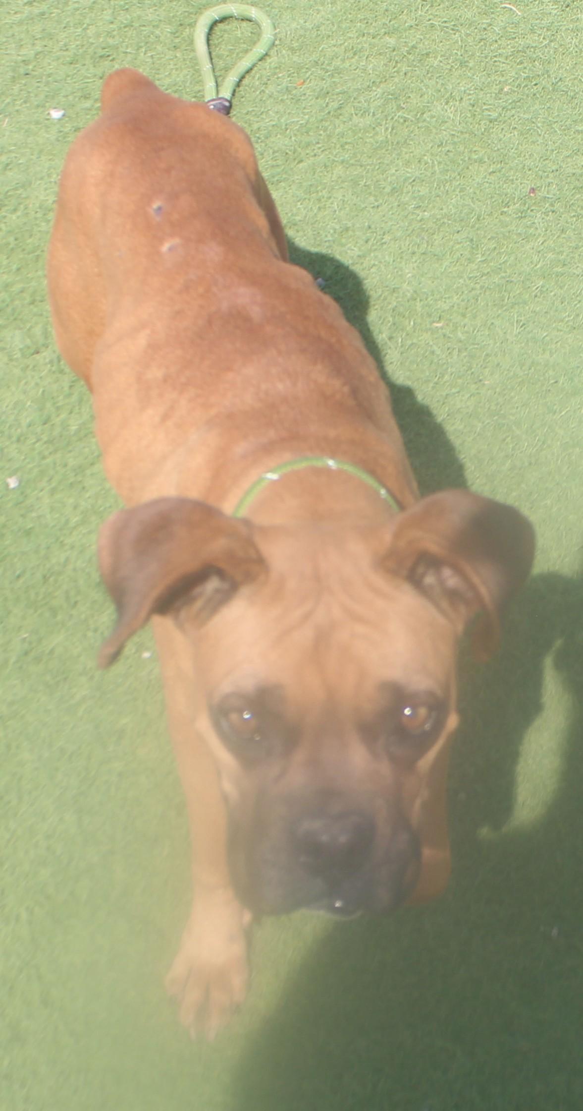Haley, an adopted Boxer in Wasco, CA image 3/5