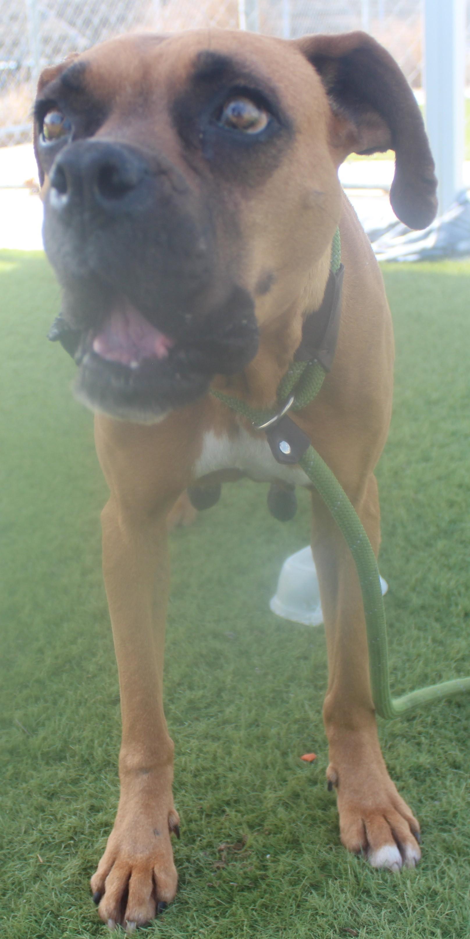 Haley, adopted, Adult Female Boxer.
