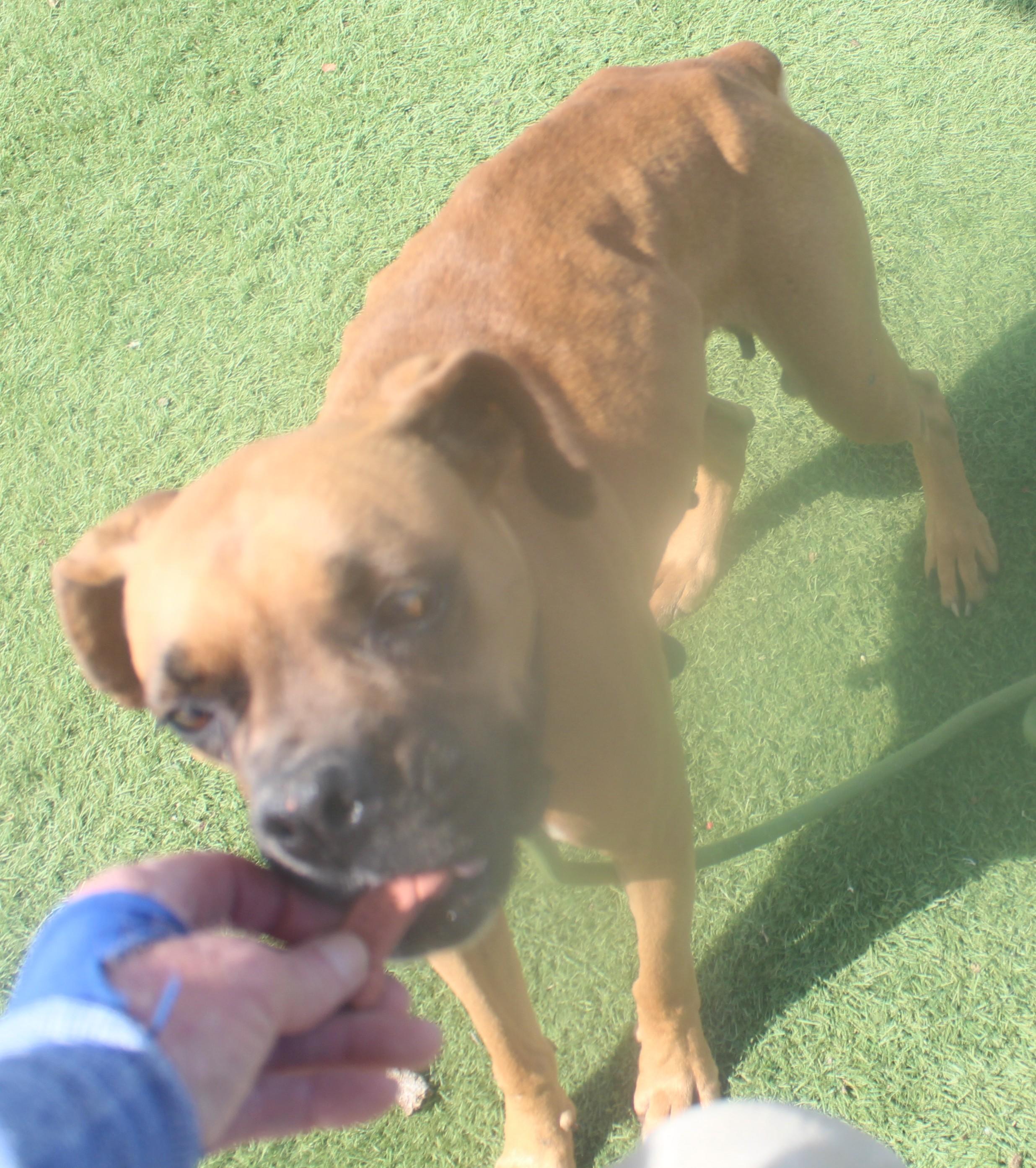 Haley, an adopted Boxer in Wasco, CA image 2/5