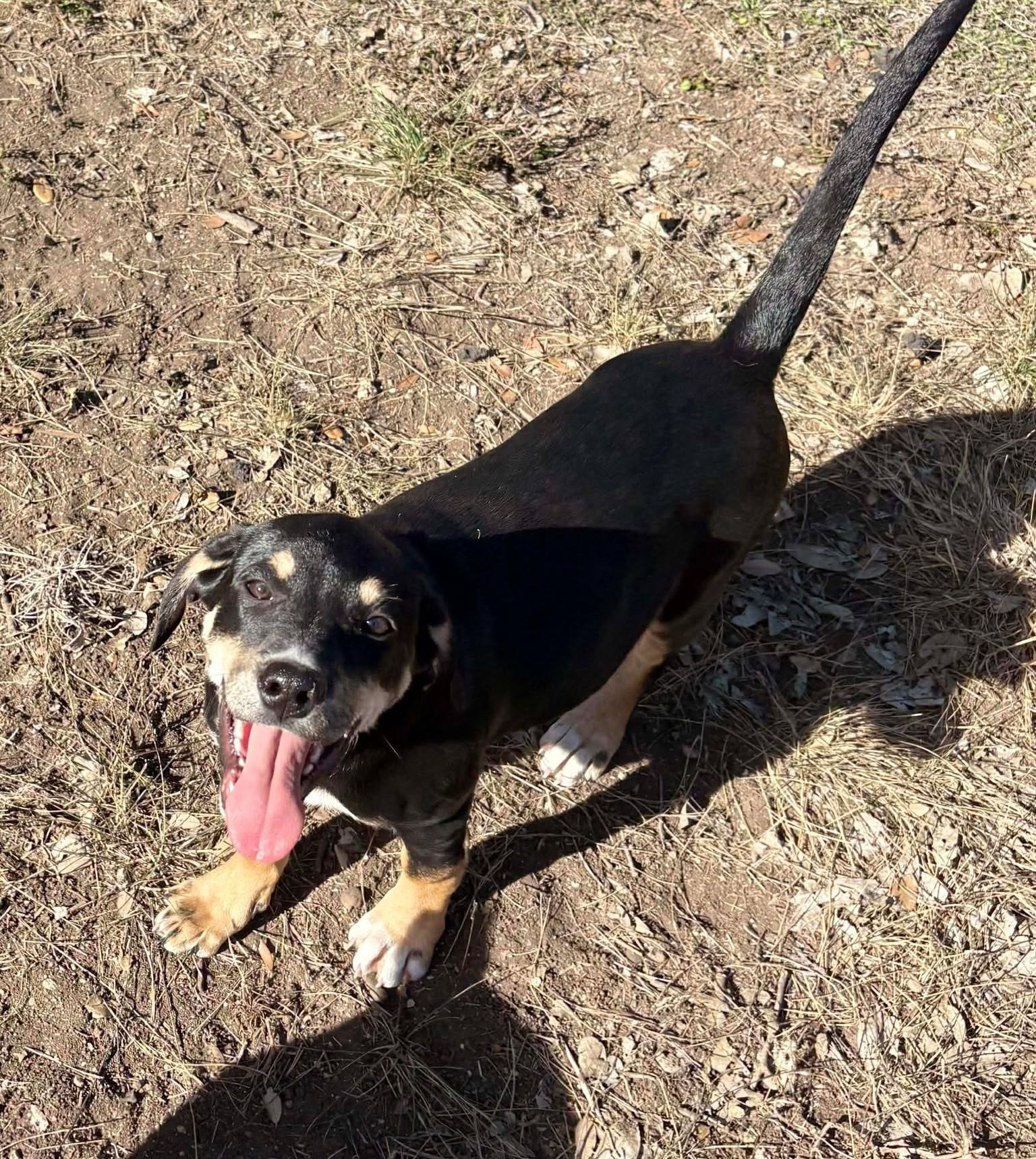 Enlarge Cooper, an adopted mixed breed in St Louis, MO image 3/6