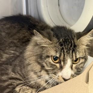 Enlarge Whiskey, a Adoptable Domestic Medium Hair in Phoenixville, PA image 2/2