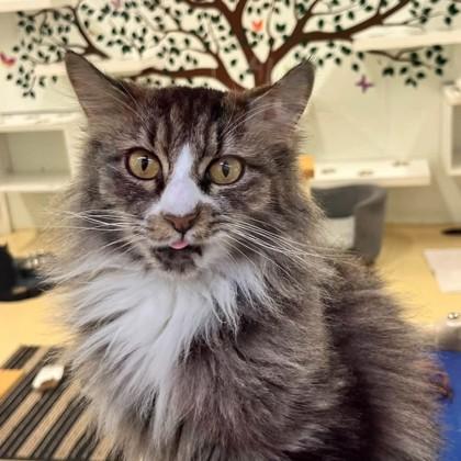 Whiskey, Adoptable, Adult Female Domestic Medium Hair.