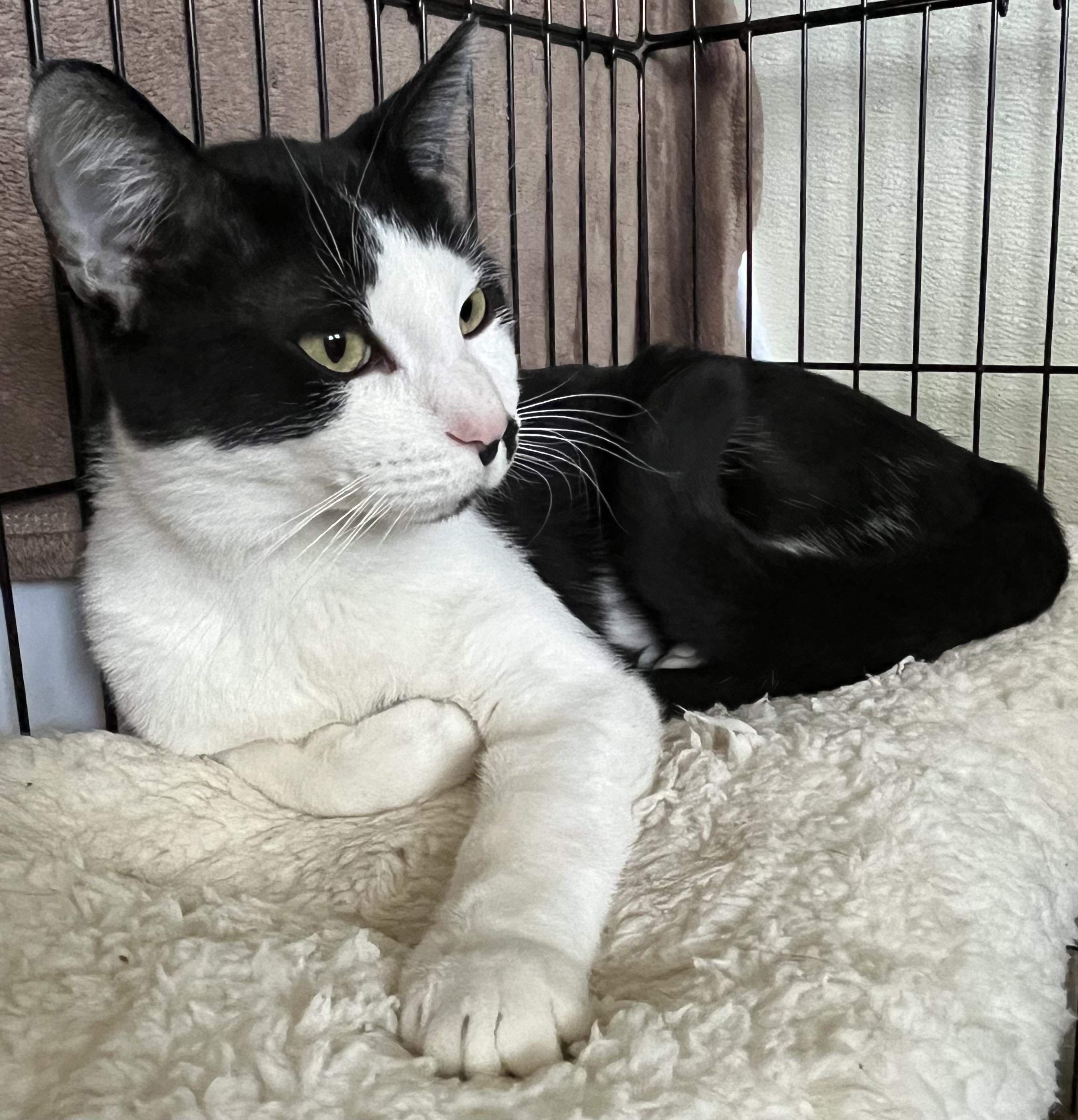 Dillon, a Adoptable Domestic Short Hair in Moline, IL image 1/5