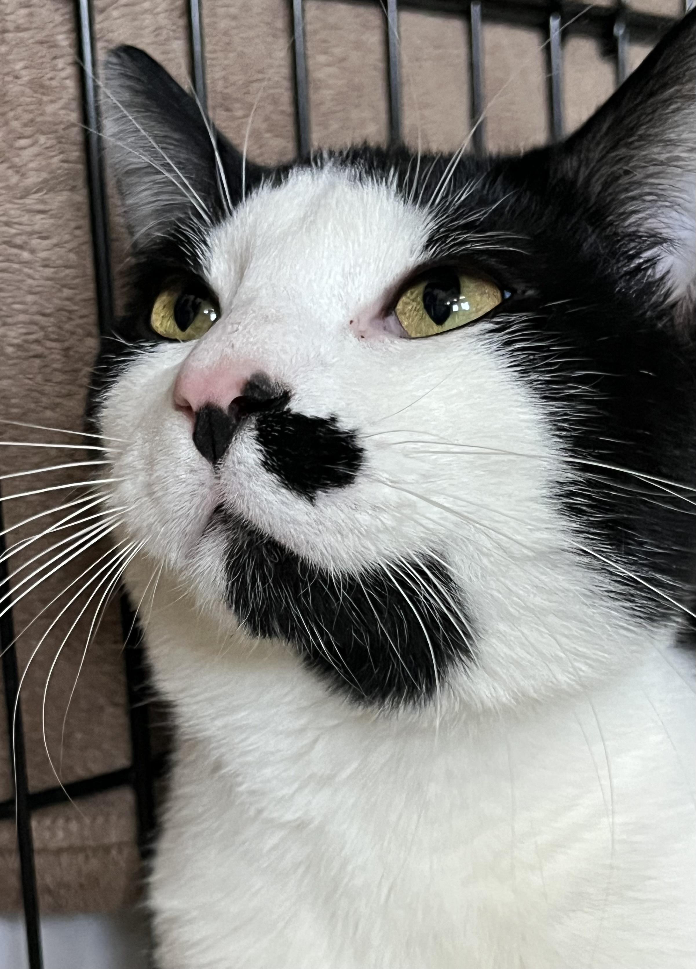 Dillon, a Adoptable Domestic Short Hair in Moline, IL image 2/5