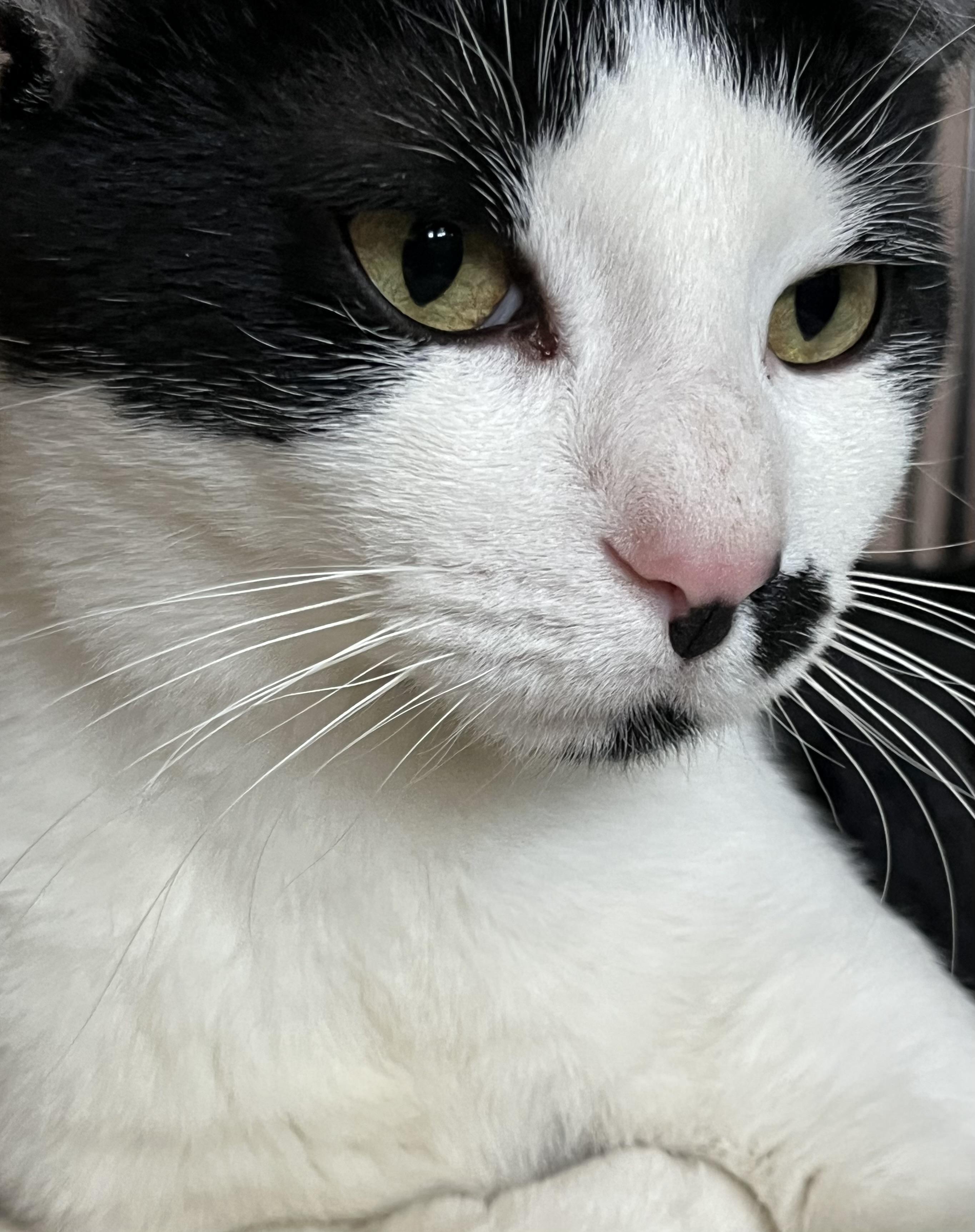 Dillon, a Adoptable Domestic Short Hair in Moline, IL image 3/5