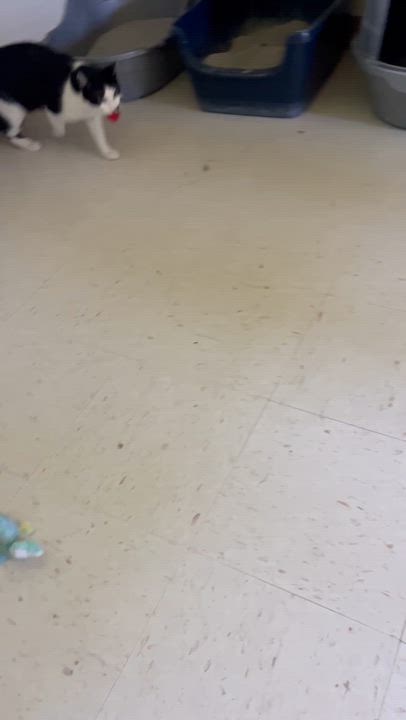 Enlarge Dillon, a Adoptable Domestic Short Hair in Moline, IL video 5/5