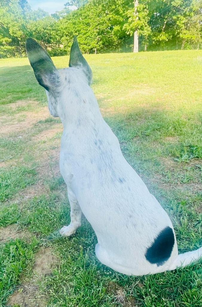 Bowie-Booger, Adoptable, Puppy Male Australian Cattle Dog / Blue Heeler.