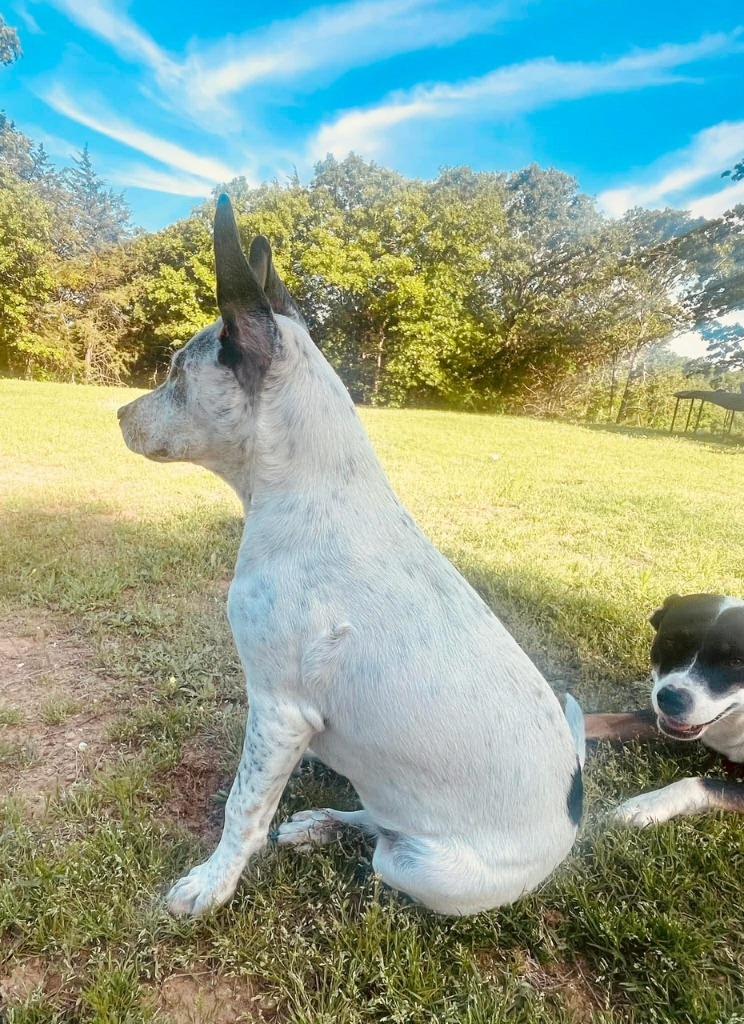 Enlarge Bowie-Booger, a Adoptable Australian Cattle Dog / Blue Heeler in Ada, OK image 2/4