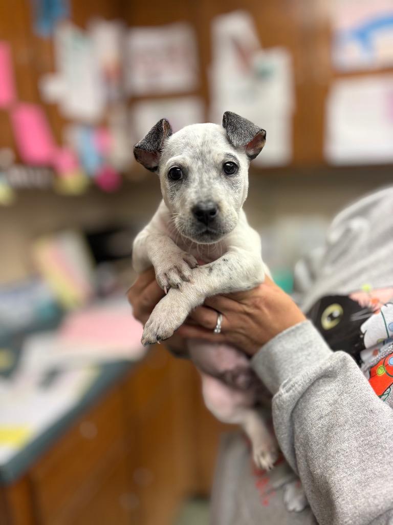 Bowie, Adoptable, Puppy Male Australian Cattle Dog / Blue Heeler.