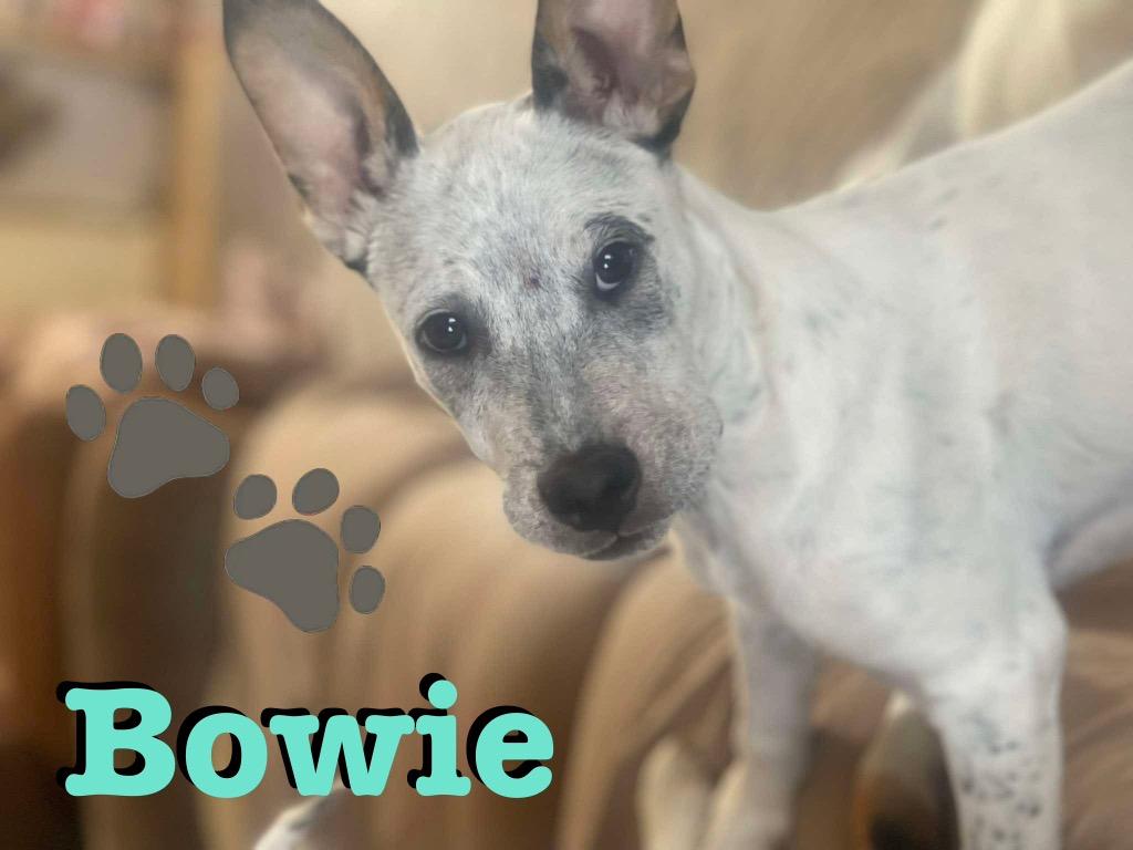 Enlarge Bowie, a Adoptable Australian Cattle Dog / Blue Heeler in Ada, OK image 2/2