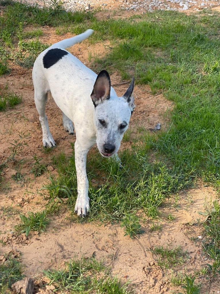 Enlarge Bowie-Booger, a Adoptable Australian Cattle Dog / Blue Heeler in Ada, OK image 3/4