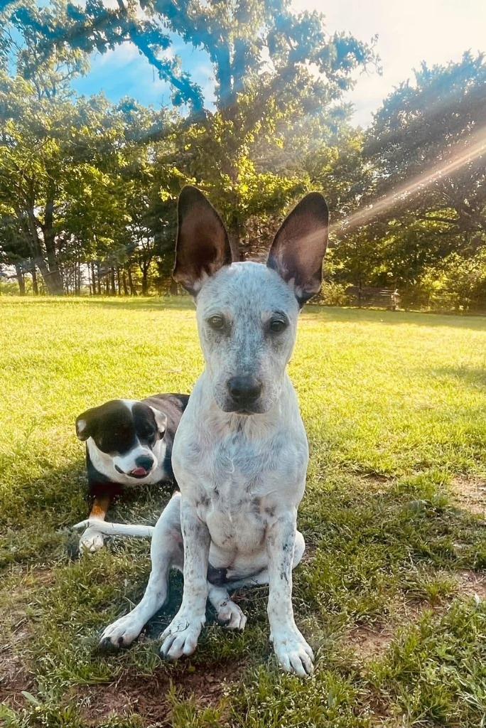 Enlarge Bowie-Booger, a Adoptable Australian Cattle Dog / Blue Heeler in Ada, OK image 4/4