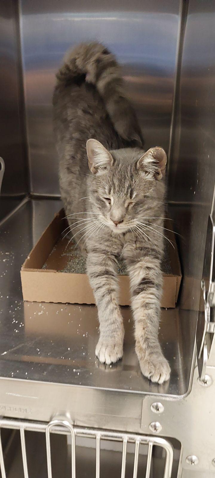 Enlarge Penelope, a ADOPTABLE Domestic Short Hair in Liberty, MO image 1/1