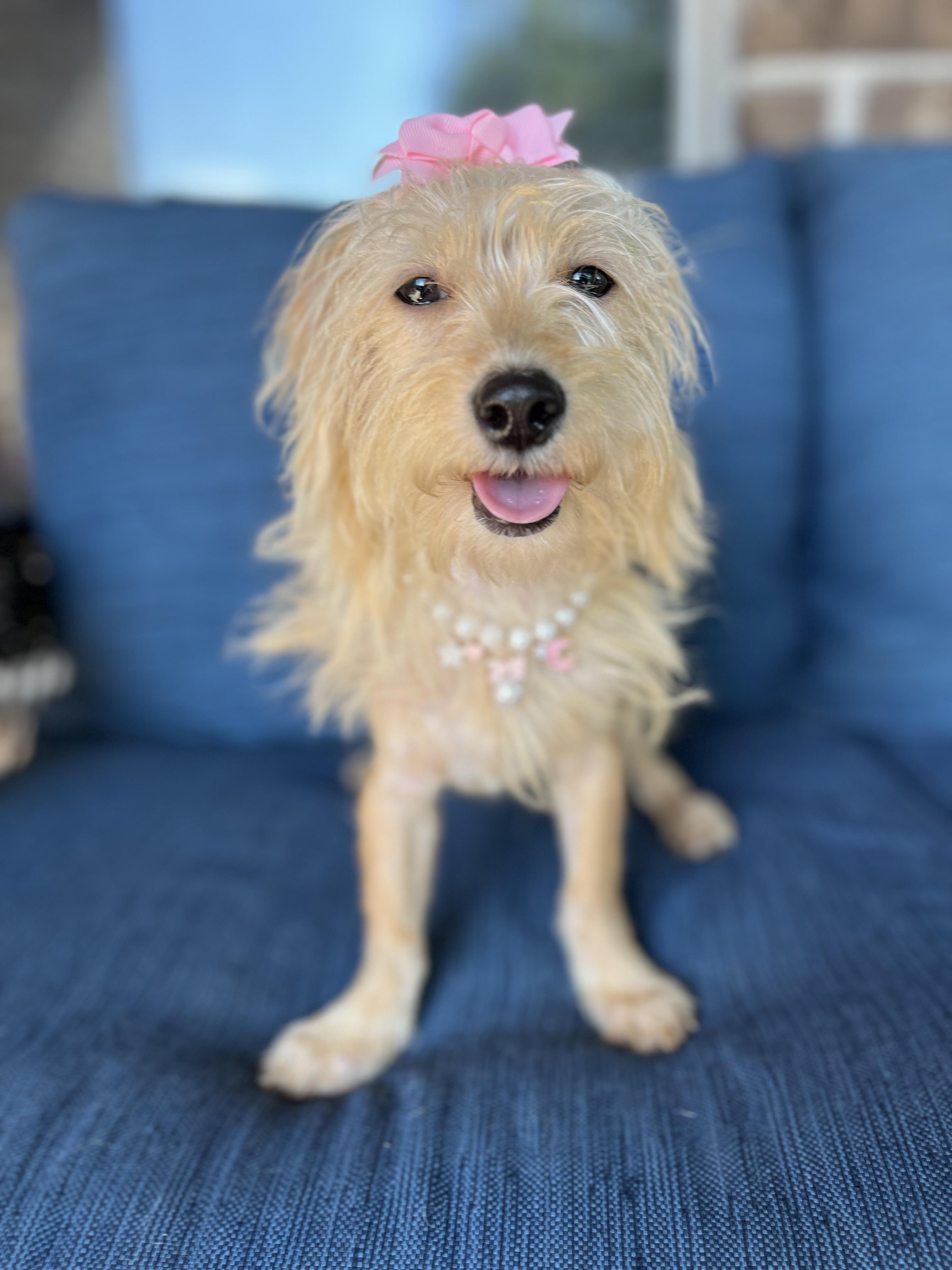 Sassy, ADOPTABLE, Puppy Female Dachshund (Miniature Long Haired).