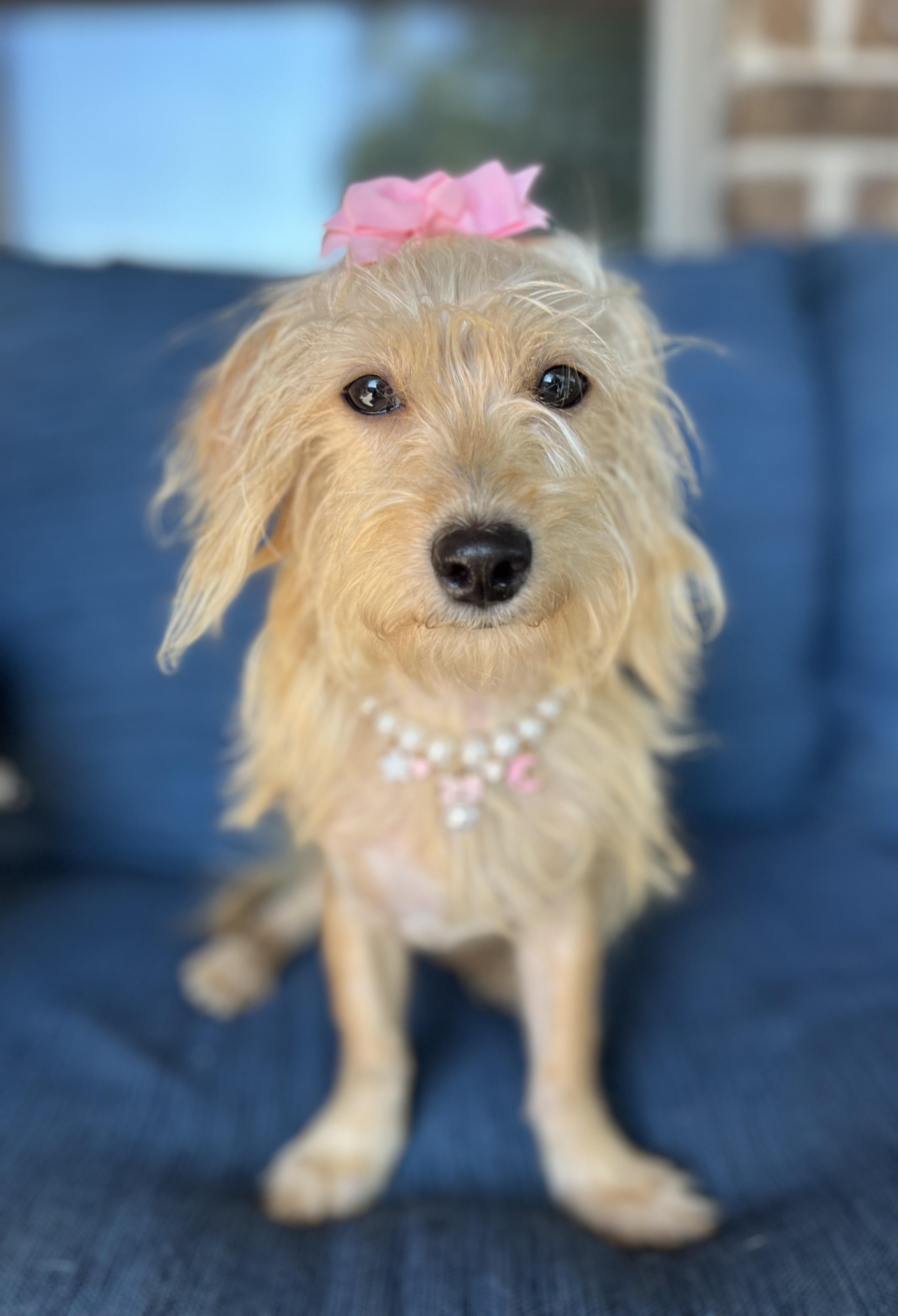 Sassy, a ADOPTABLE mixed breed in Mendham, NJ image 5/6