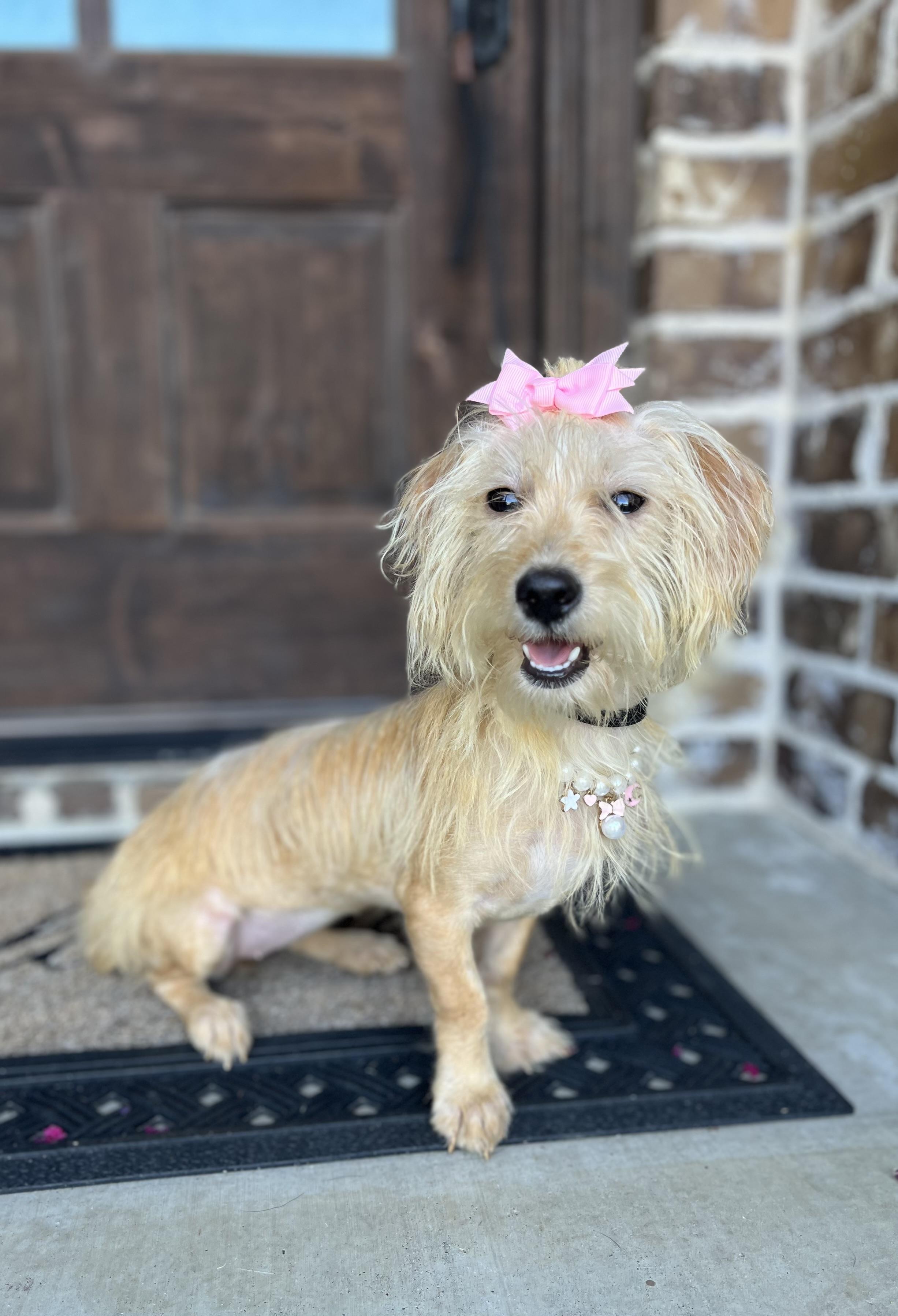 Sassy, a ADOPTABLE mixed breed in Mendham, NJ image 3/6