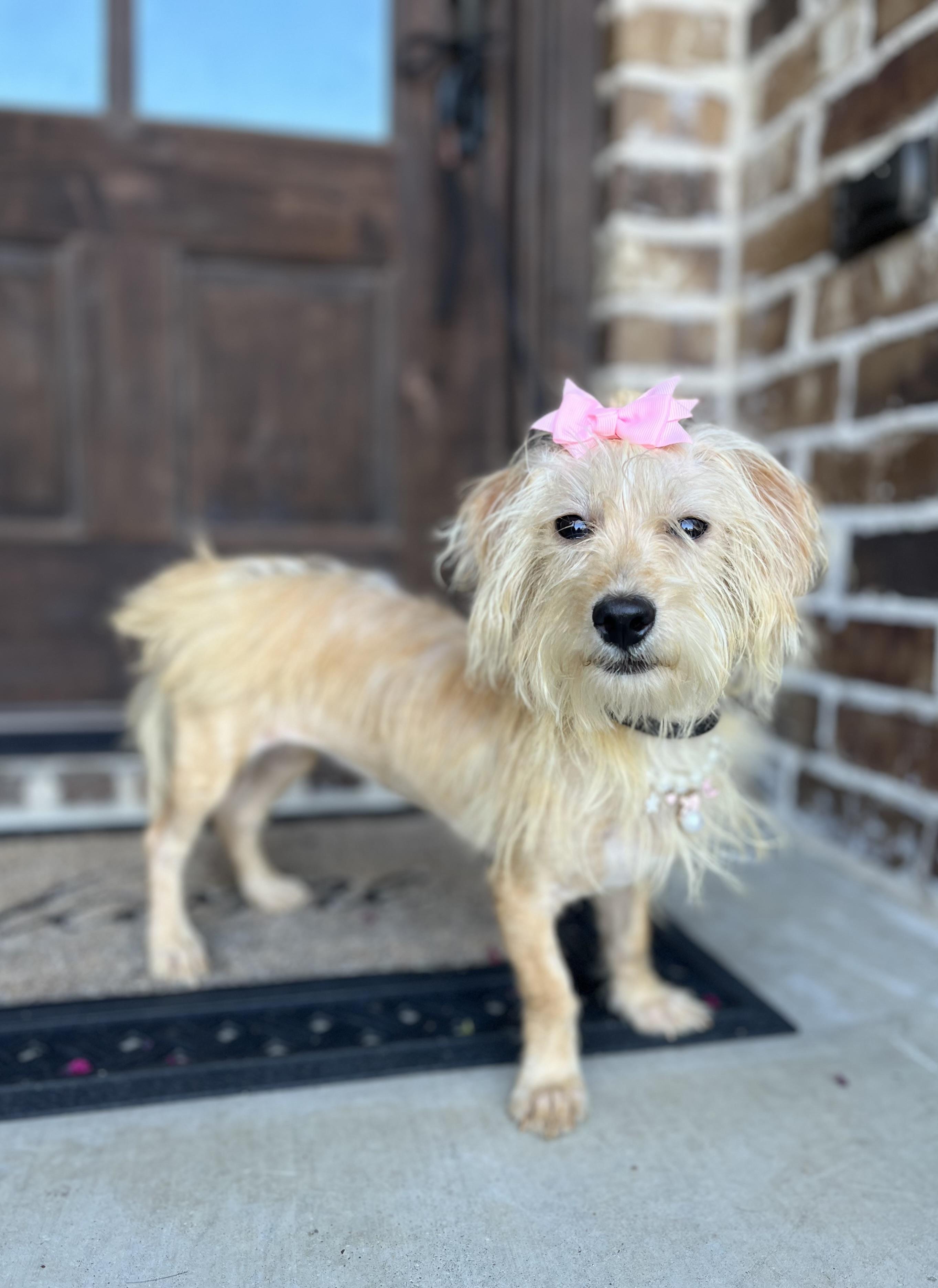 Sassy, a ADOPTABLE mixed breed in Mendham, NJ image 6/6