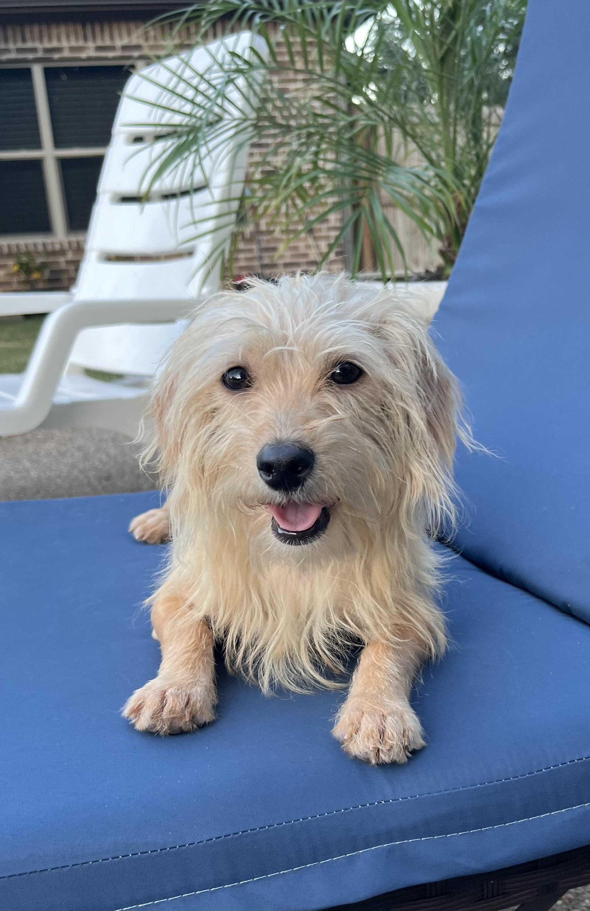 Sassy, a ADOPTABLE mixed breed in Mendham, NJ image 2/6
