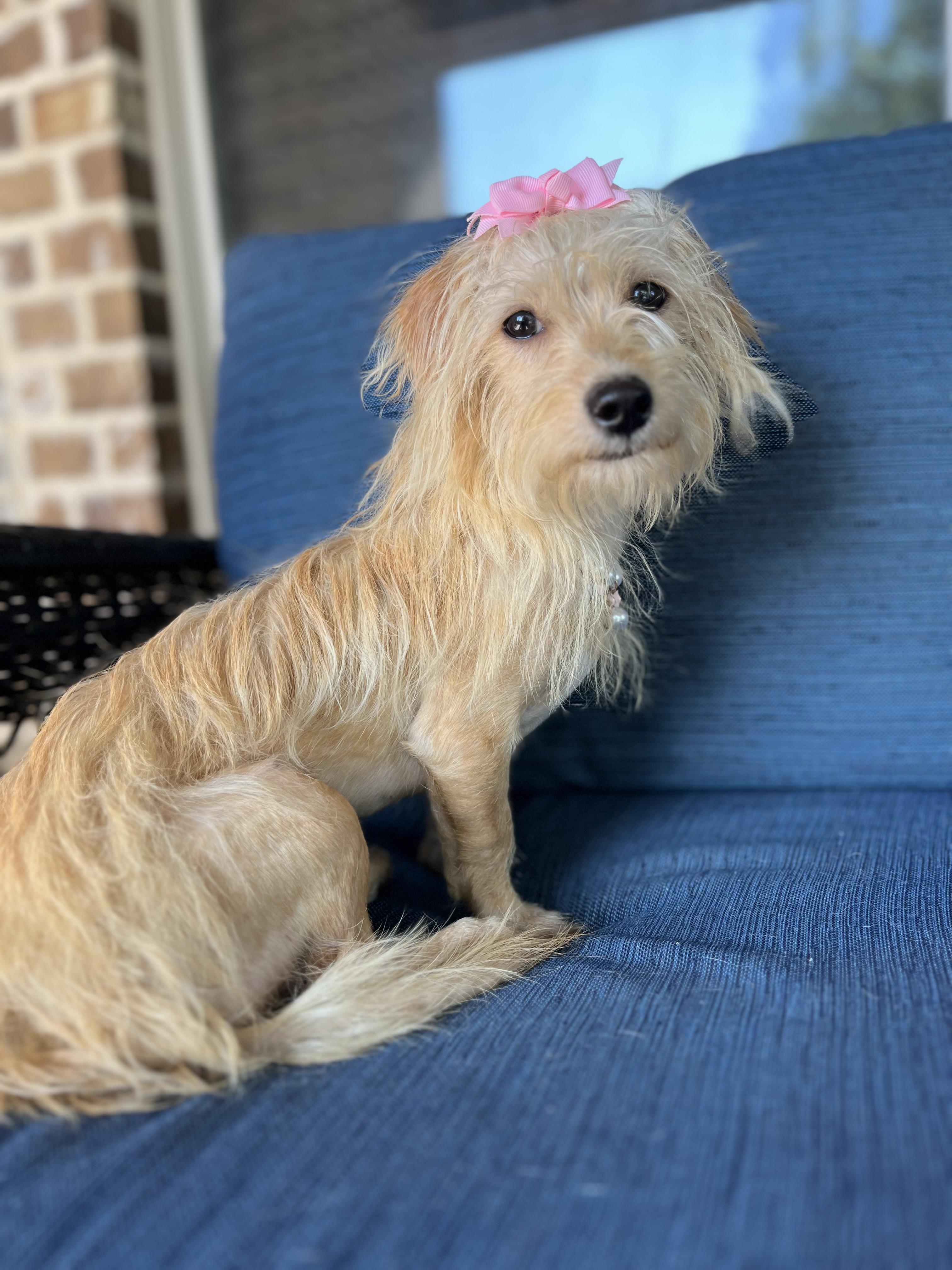 Sassy, a ADOPTABLE mixed breed in Mendham, NJ image 4/6
