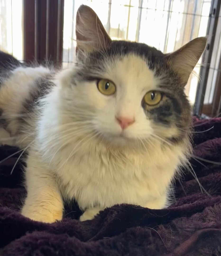 Beckham, a Adoptable Domestic Long Hair in Columbus, OH image 4/6