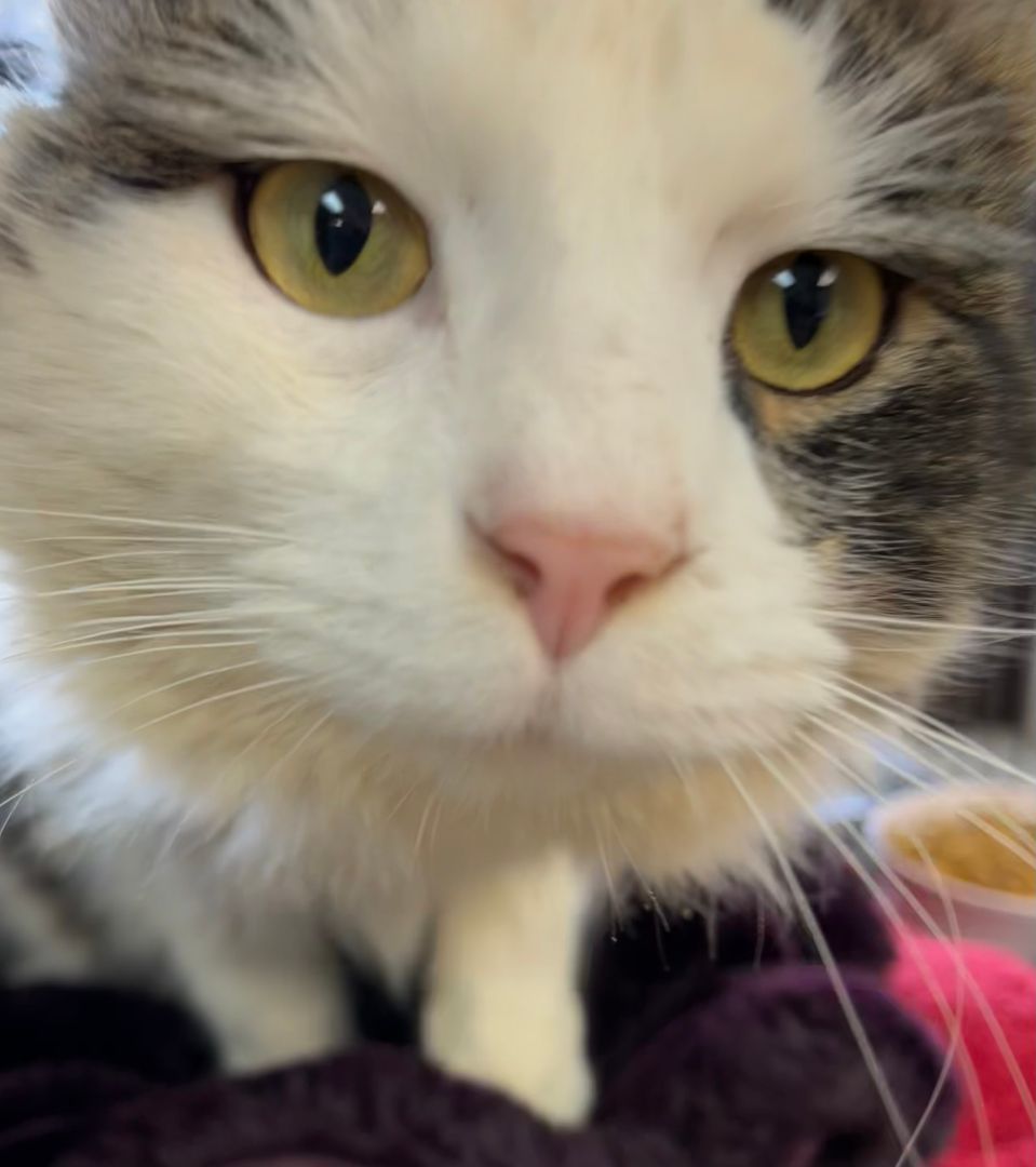 Beckham, a Adoptable Domestic Long Hair in Columbus, OH image 5/6