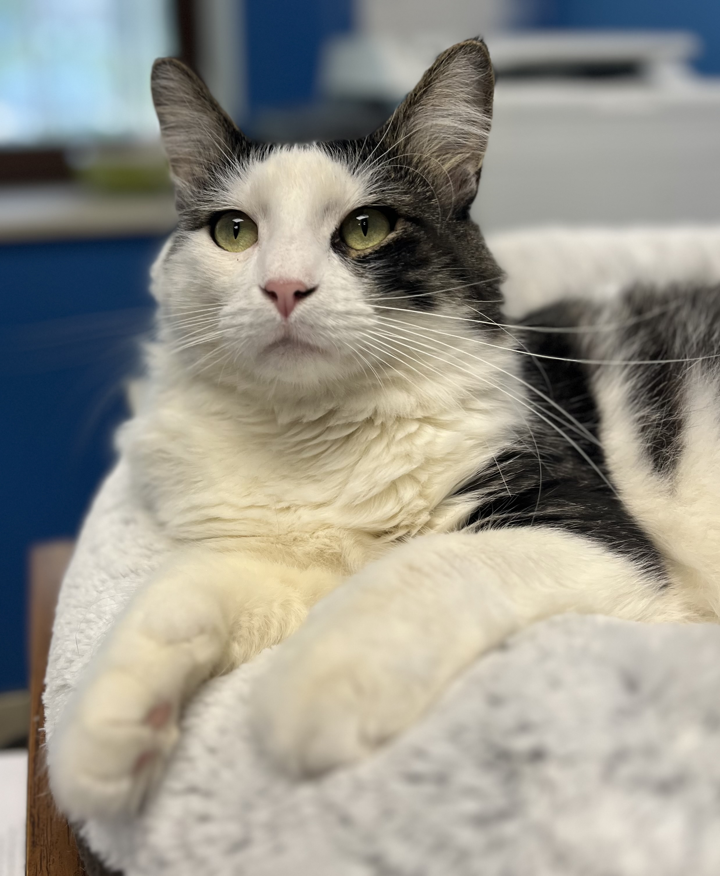 Beckham, Adoptable, Adult Male Domestic Long Hair.