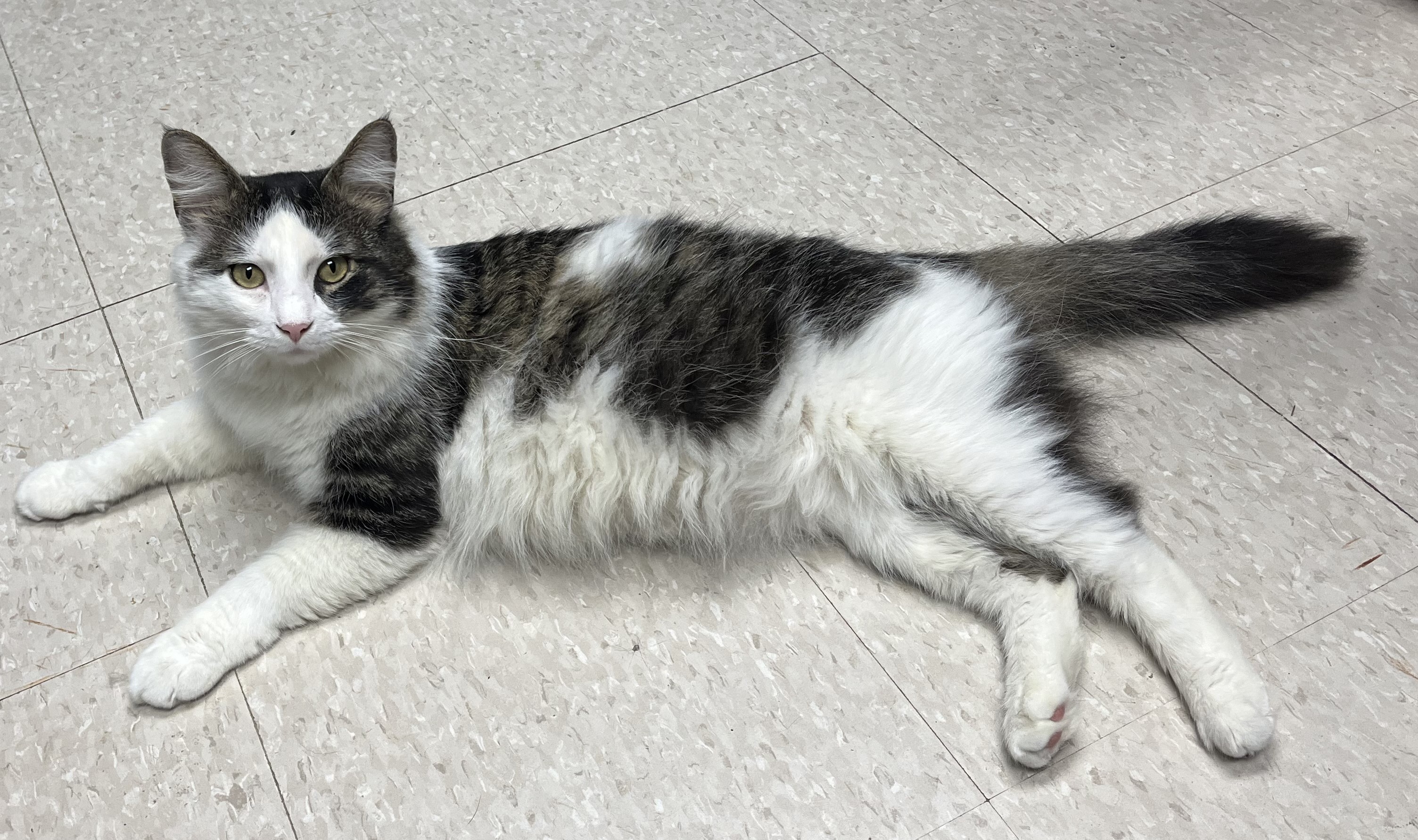 Beckham, a Adoptable Domestic Long Hair in Columbus, OH image 3/6