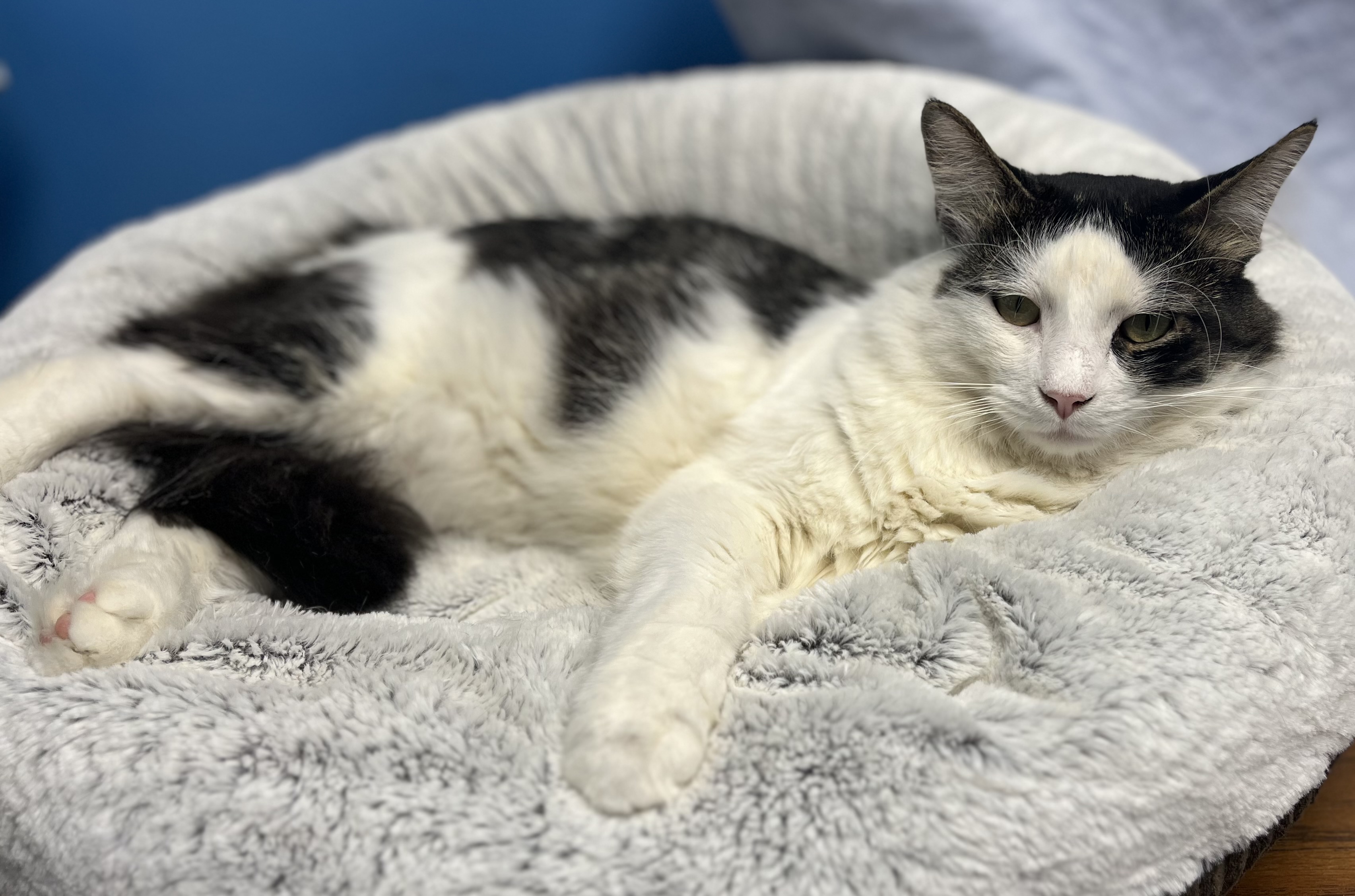 Beckham, a Adoptable Domestic Long Hair in Columbus, OH image 6/6