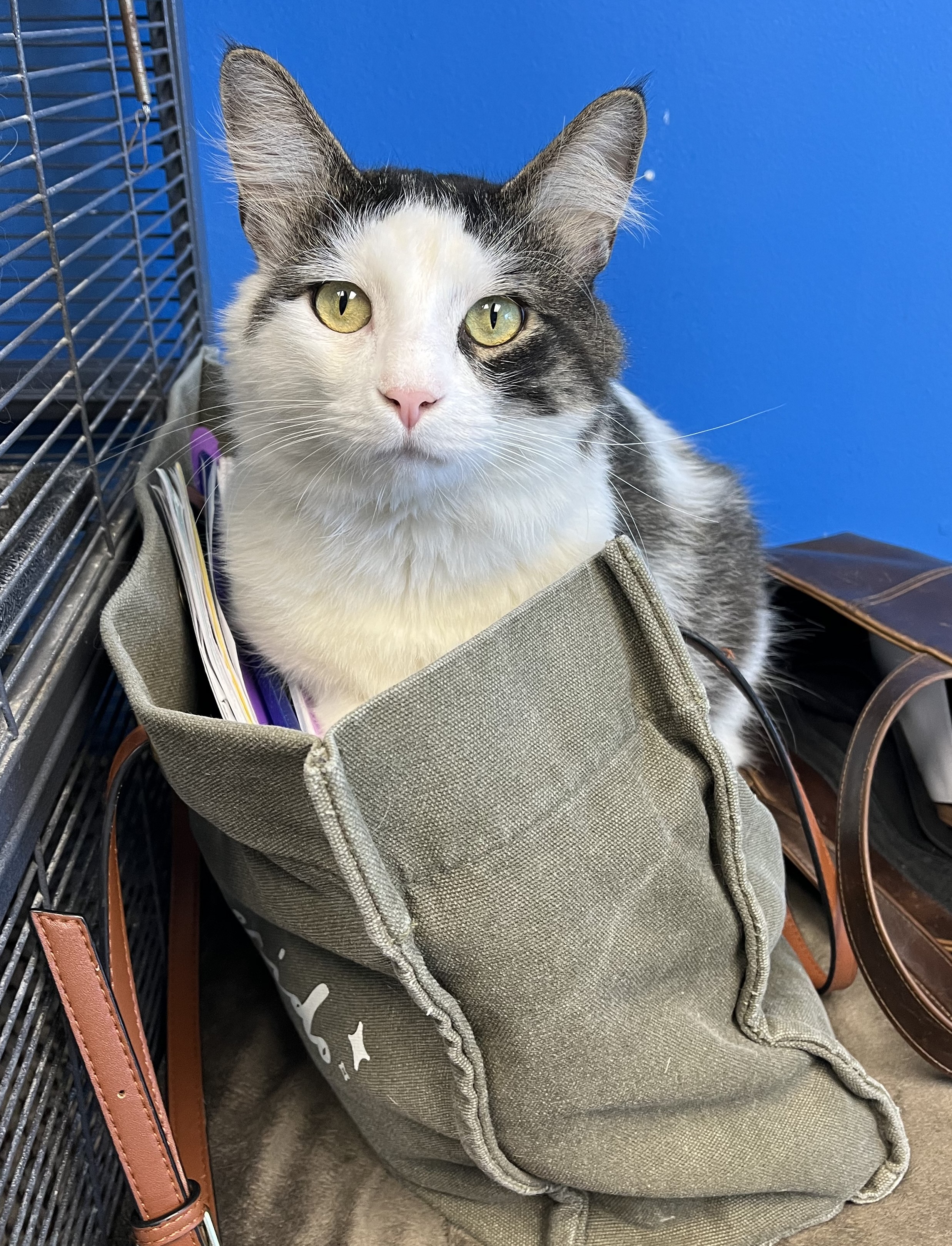 Beckham, a Adoptable Domestic Long Hair in Columbus, OH image 2/6