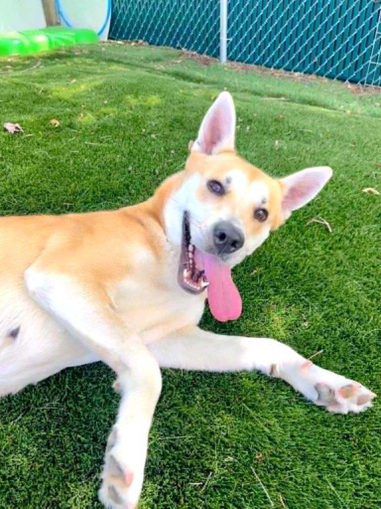 Marjory, Adoptable, Adult Female Carolina Dog.