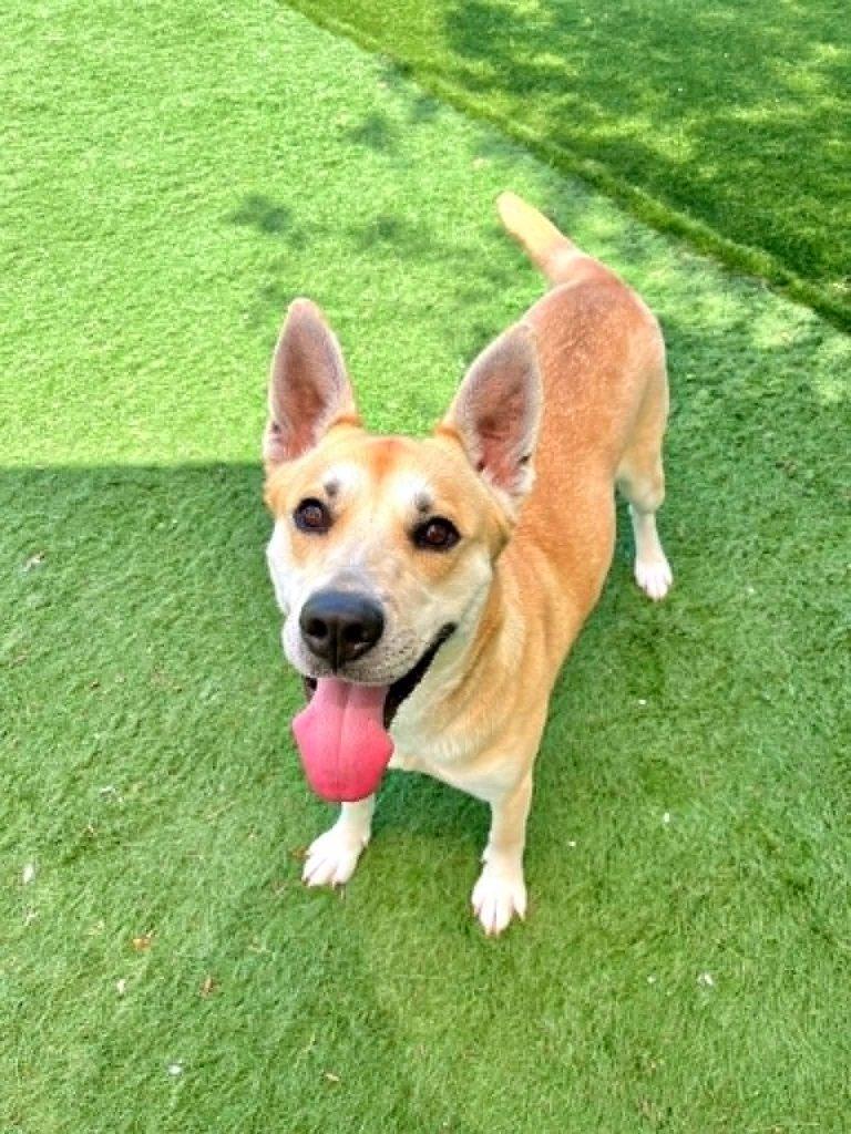 Marjory, a Adoptable Carolina Dog in Durham, NC image 2/3