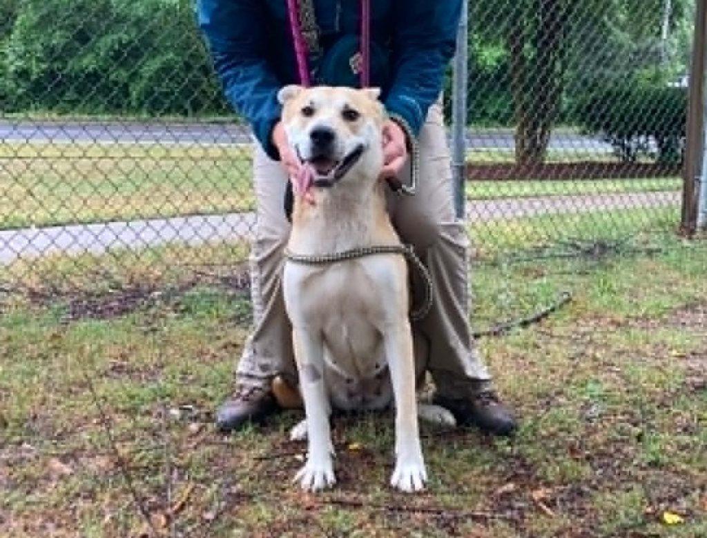 Marjory, a Adoptable Carolina Dog in Durham, NC image 3/3