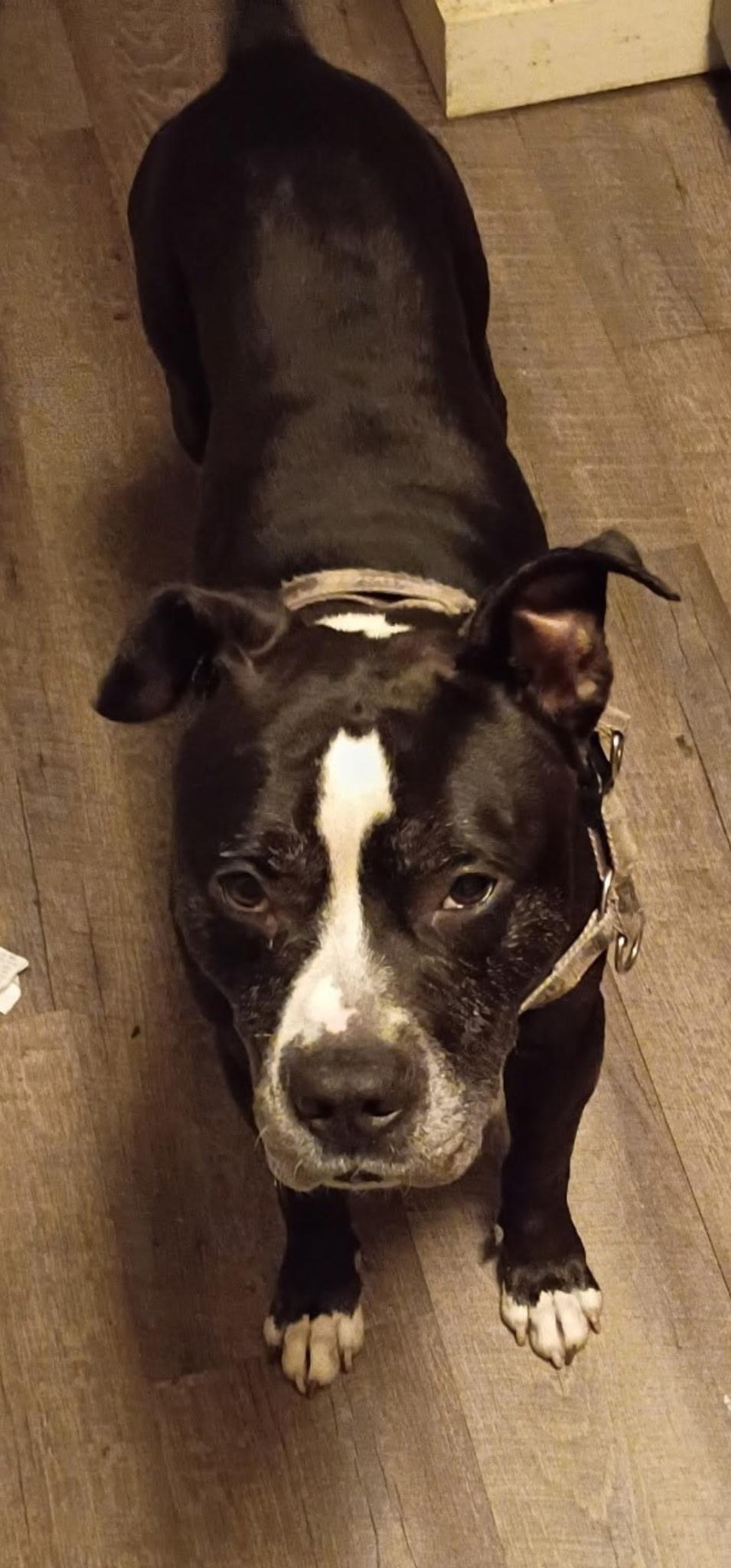 Captain, Adoptable, Senior Male Staffordshire Bull Terrier & Mixed Breed.