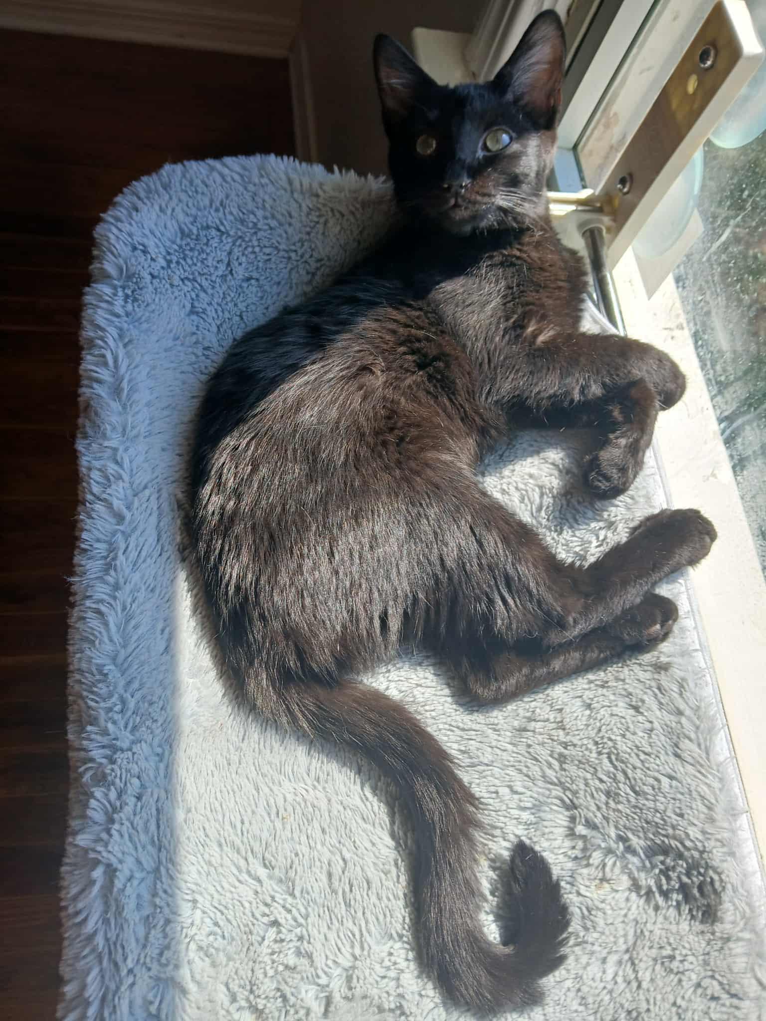 Egg (Over Easy E), Adopted, Young Female Domestic Short Hair.