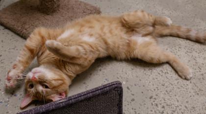 Gustavo, Adoptable, Young Male Domestic Short Hair & Domestic Short Hair.