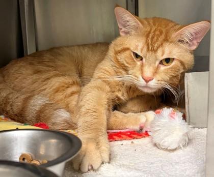 Enlarge Gustavo, a Adoptable mixed breed in Baraboo, WI image 1/1