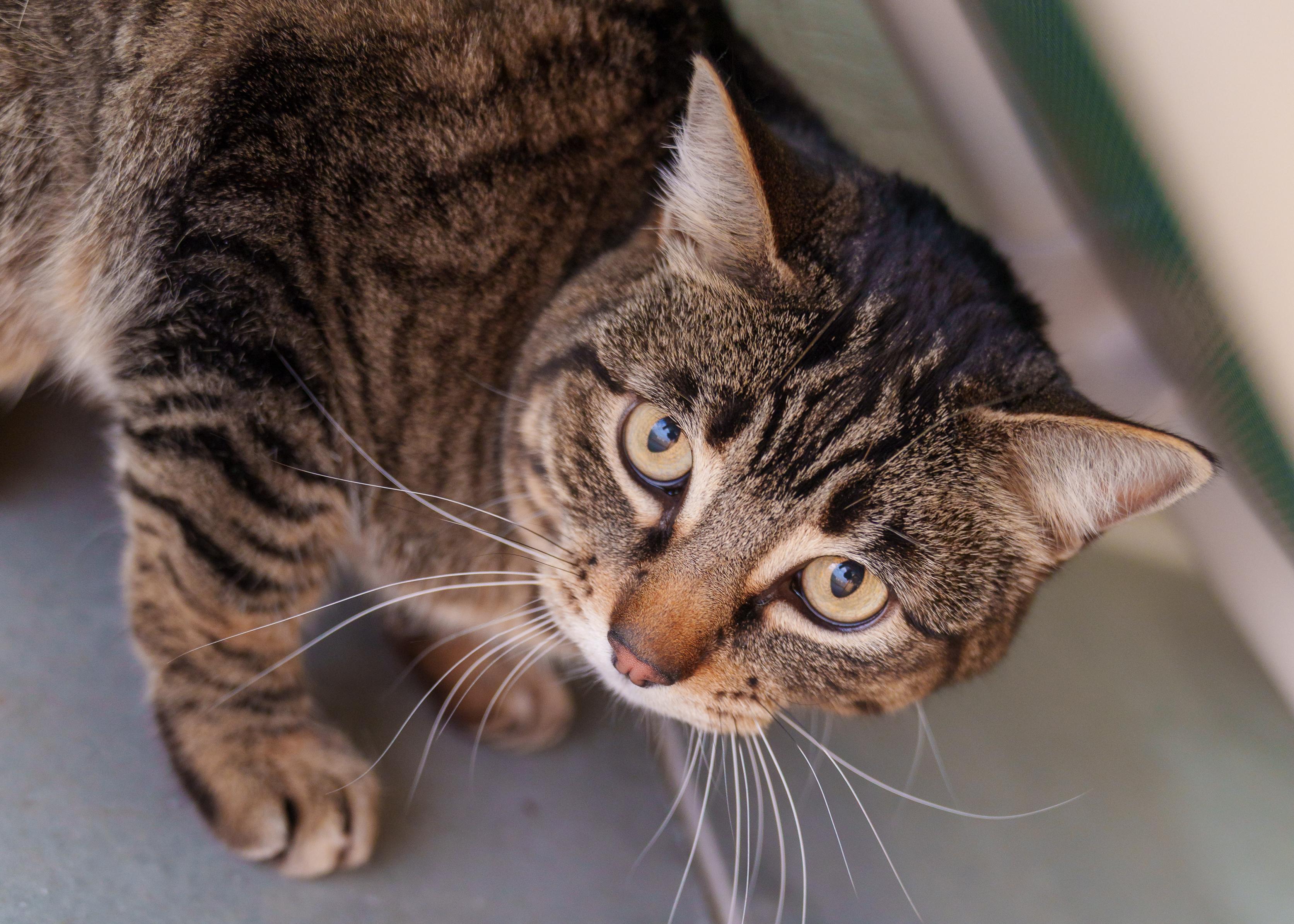 Cocoa Puff, ADOPTABLE, Adult Female Domestic Short Hair.
