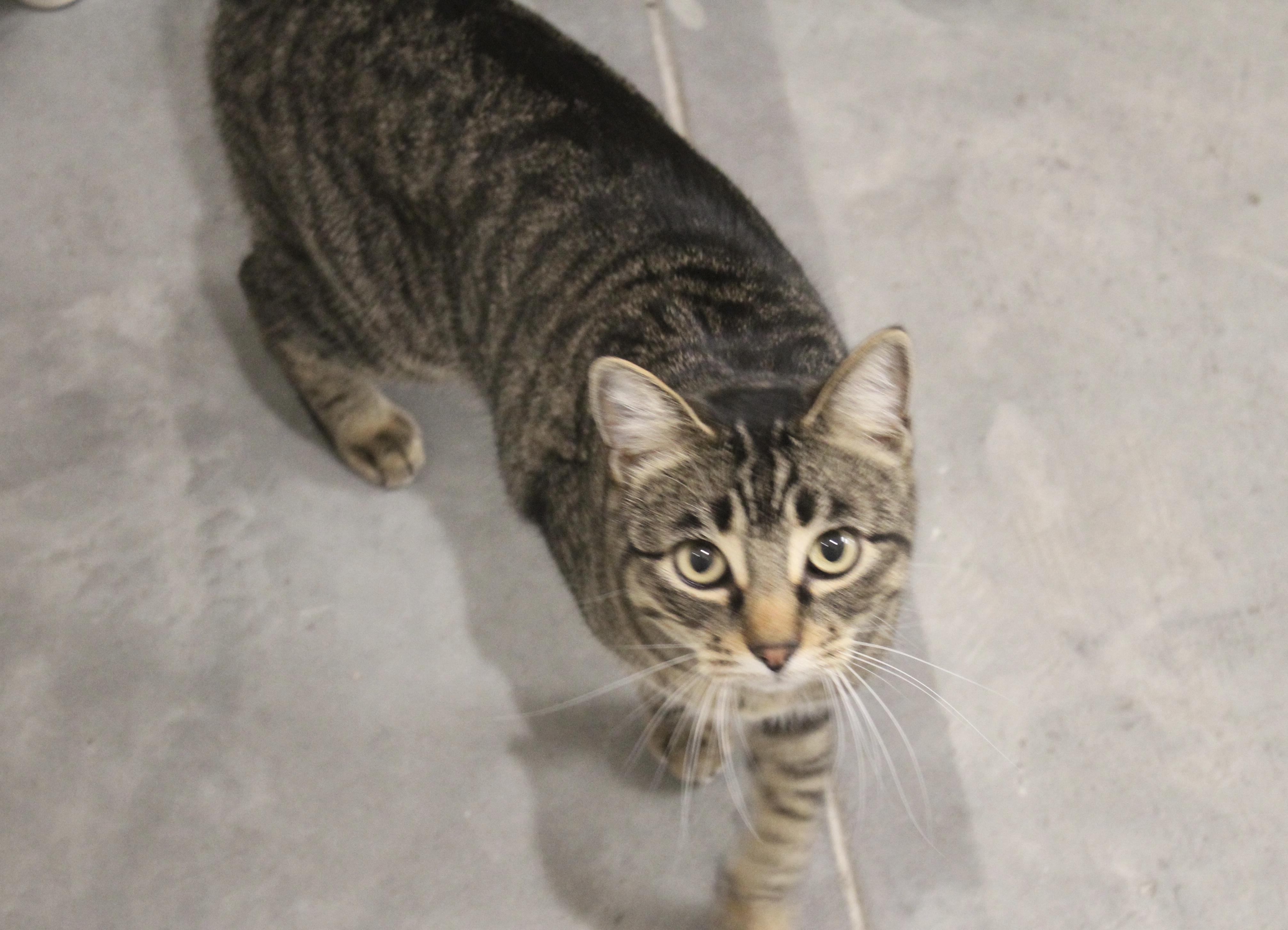 Cocoa Puff, a ADOPTABLE Domestic Short Hair in Boise, ID image 2/2