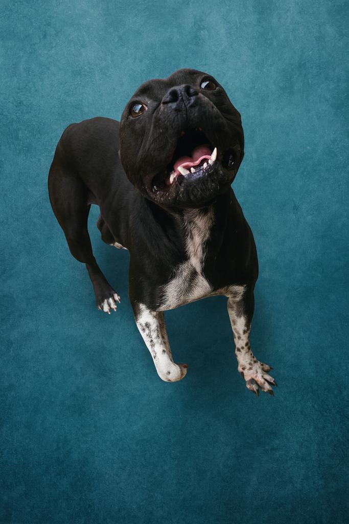 Enlarge COLLINS (Barbara), a Adoptable mixed breed in Florence, SC image 1/4