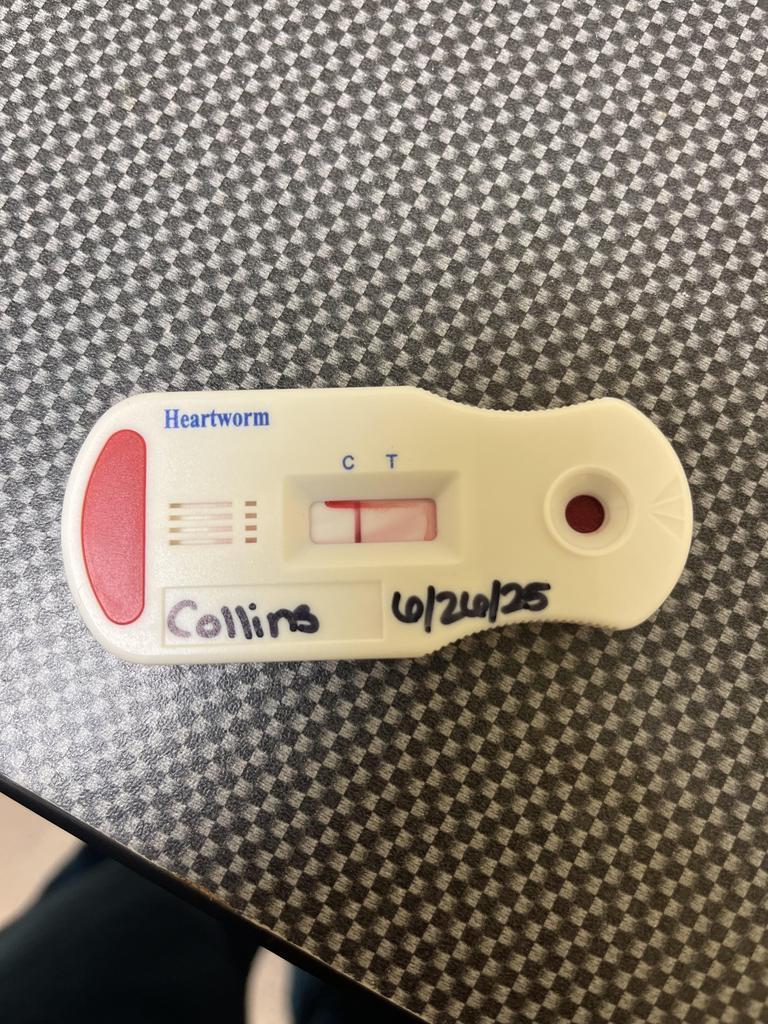 Enlarge COLLINS (Barbara), a Adoptable mixed breed in Florence, SC image 2/4