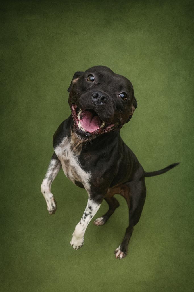 Enlarge COLLINS (Barbara), a Adoptable mixed breed in Florence, SC image 3/4