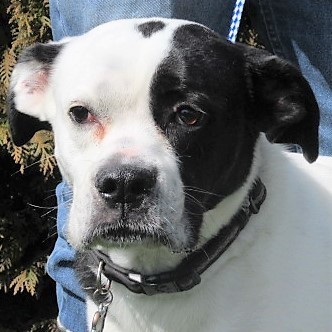 Enlarge Jesse, a Adoptable mixed breed in Frederick, MD image 3/12