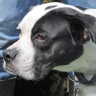 Enlarge Jesse, a Adoptable mixed breed in Frederick, MD image 5/12