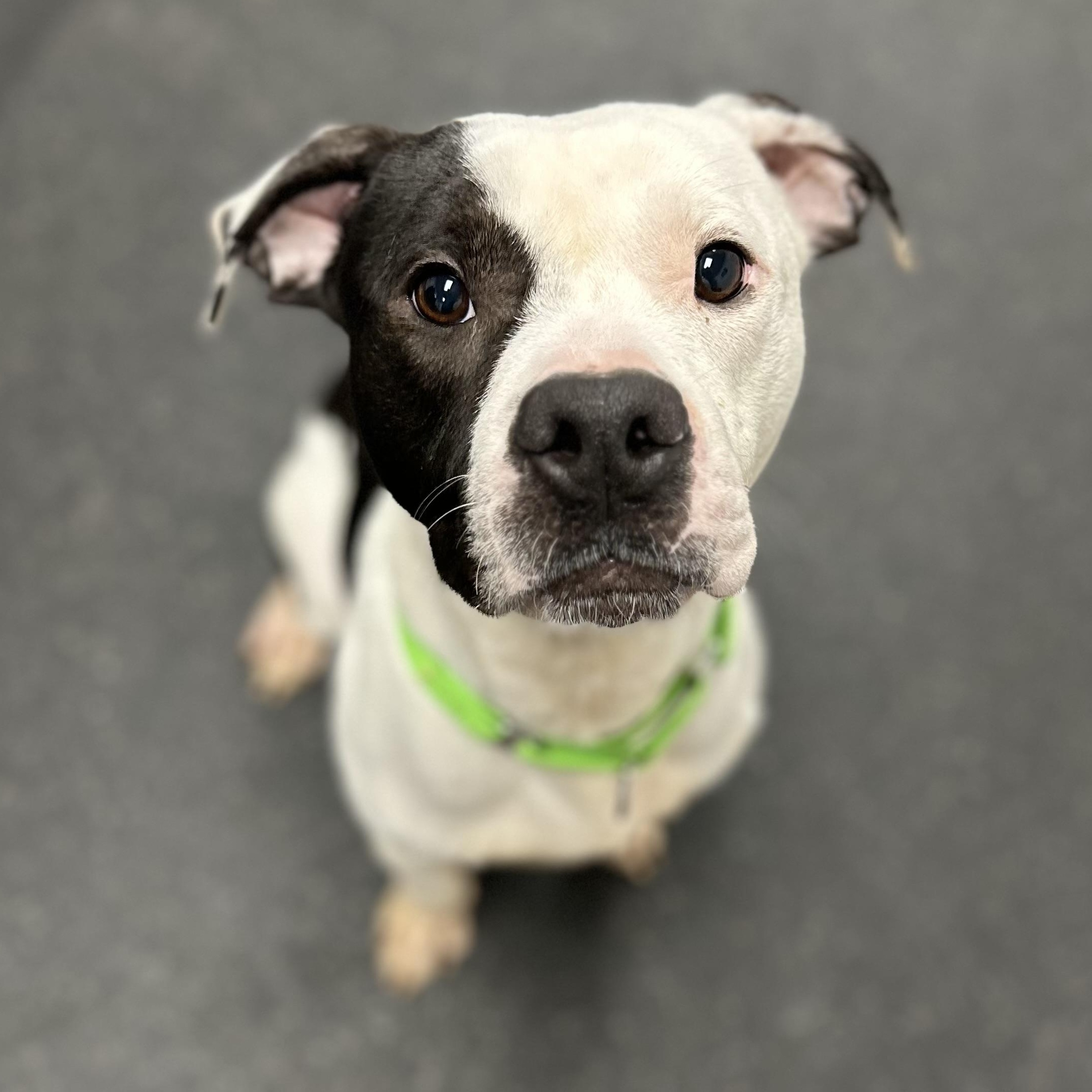 Tyler, an adopted Mixed Breed in Youngstown, OH image 2/3