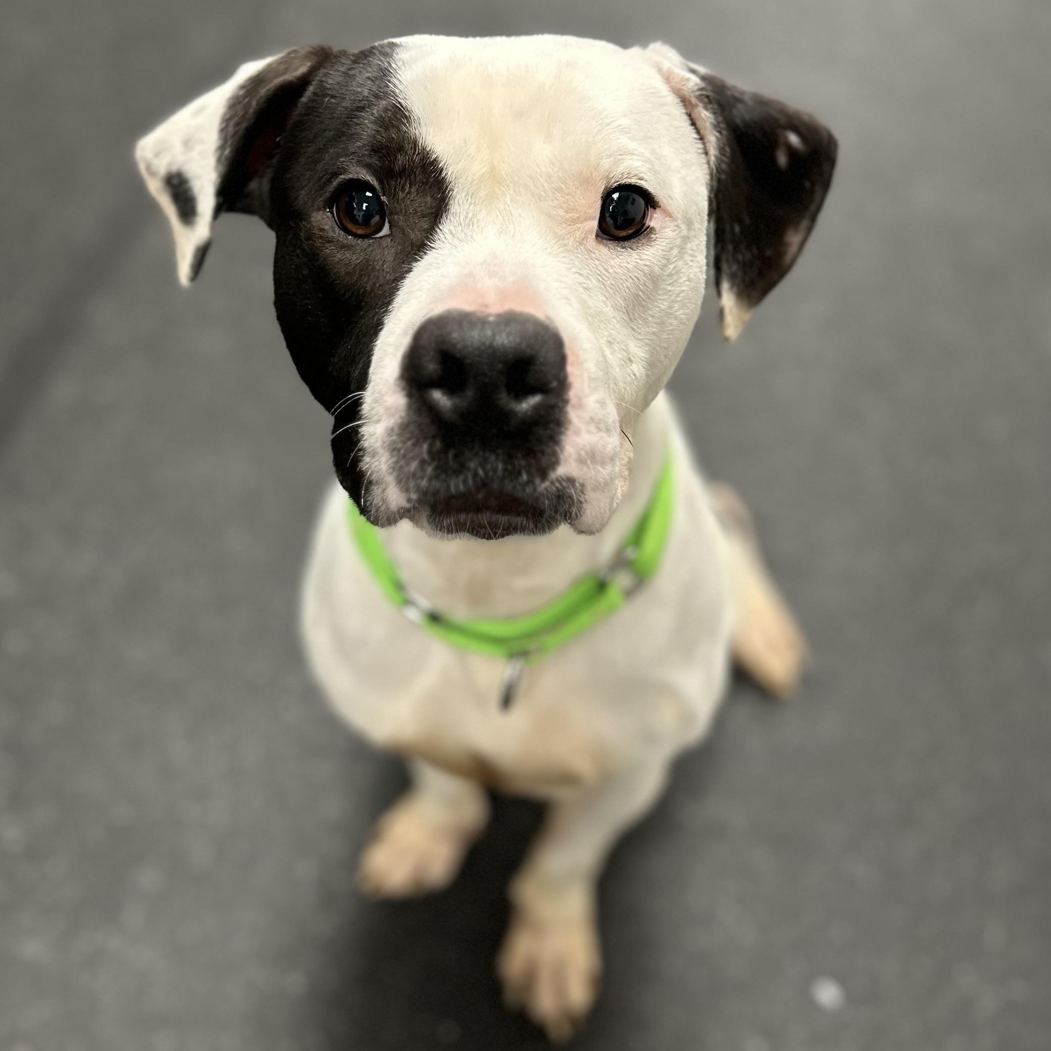 Tyler, an adopted Mixed Breed in Youngstown, OH image 3/3