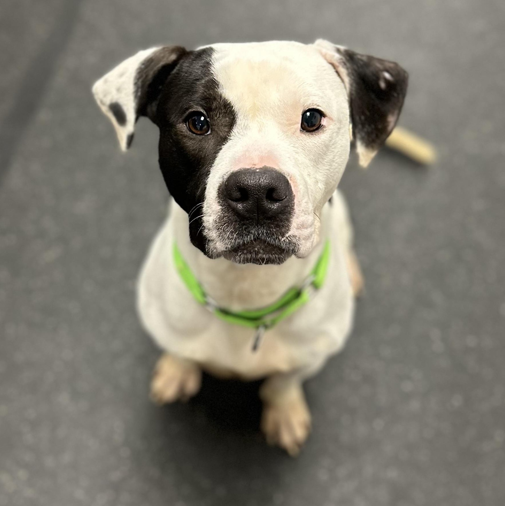 Tyler, adopted, Young Male Mixed Breed.