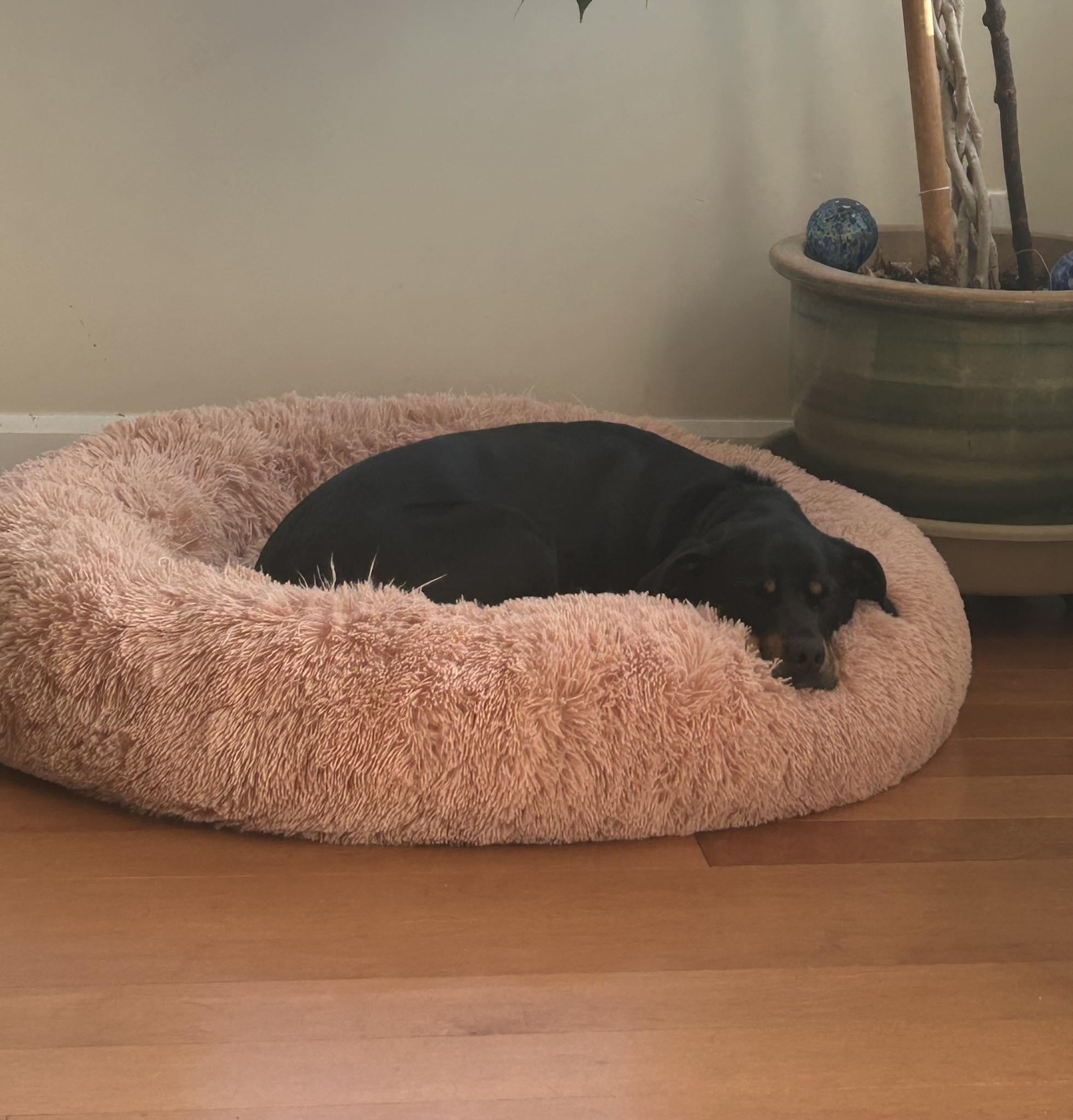 Sugarplum (20240710-06), an adoptable Hound in Kingston, ON, K7L 4V7 | Photo Image 2