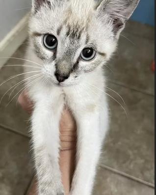 Tatum, Adopted, Kitten Male Snowshoe & Domestic Short Hair.